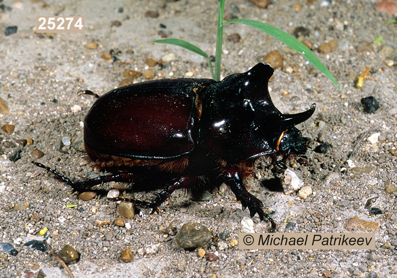 Strategus aloeus (Rutelinae, Scarabaeidae, Coleoptera)